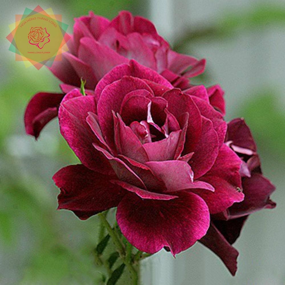 Cây hoa hồng ngoại Burgundy Iceberg tím