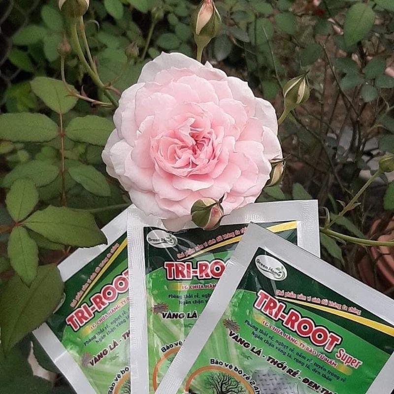 Chế phẩm vi sinh phòng trừ nấm bệnh tri root