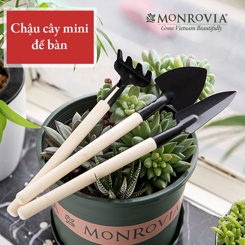 10 Chậu nhựa trồng cây MONROVIA 1 Gl, chậu trồng cây, chậu cây cảnh mini, để bàn, treo ban công, treo tường, cao cấp, chính hãng thương hiệu MONROVIA