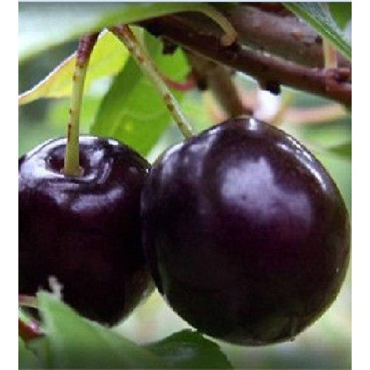 Hạt giống cây ăn trái cherry nhiệt đới - 1 gói 10 hạt/Kèm 1 gói kích thích nảy mầm