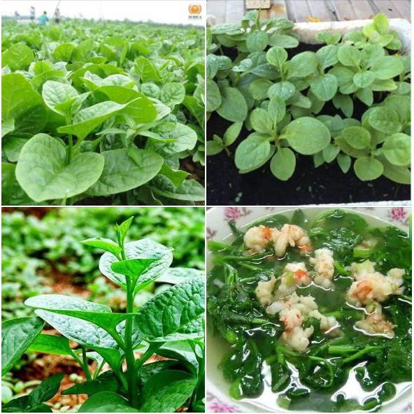 Hạt giống rau mồng tơi xanh gói 20gram/gói