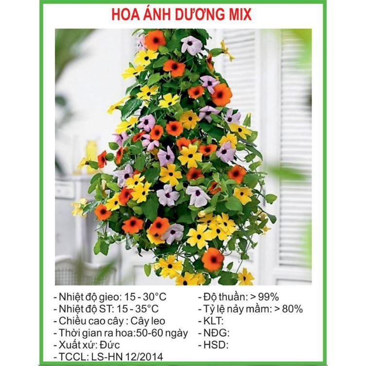 Hạt giống cây dây leo ánh dương mix ( 1 gói 4 hạt )