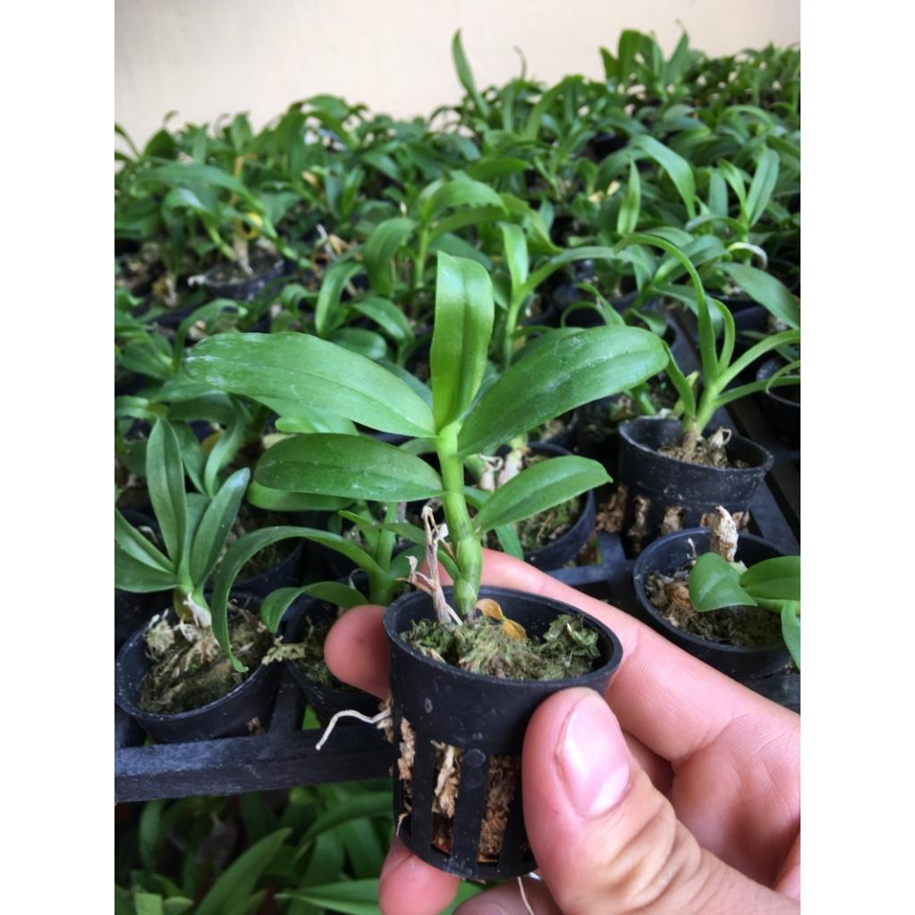 Trầm trắng cây giống