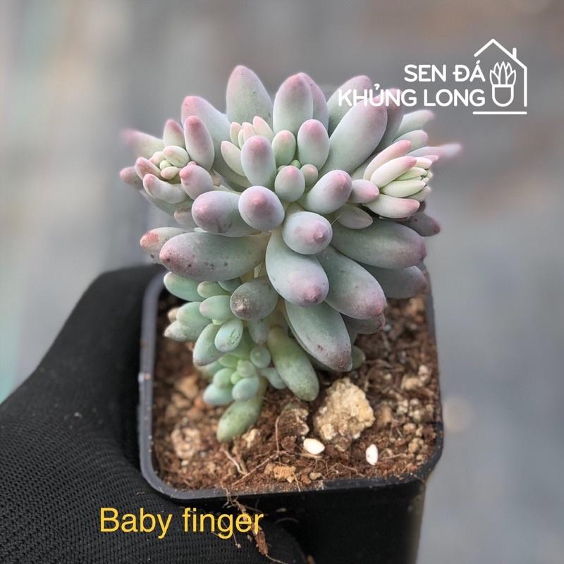 Sen đá baby finger - pachyphytum baby finger