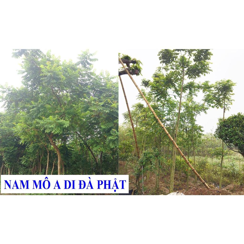 1 KG HẠT GIỐNG CÂY SÒ ĐO CAM - HẠT ĐẸP TUYỂN CHỌN BAO NẢY MẦM. .(