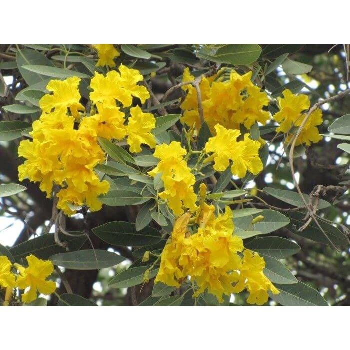 cây giống Phong Linh Vàng, hoa đẹp rực rỡ, gửi đi nguyên bầu