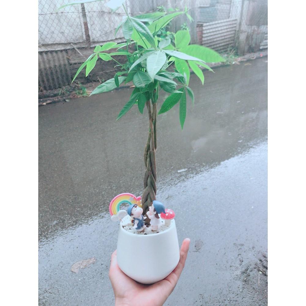 Chậu sen đá tiểu cảnh 17