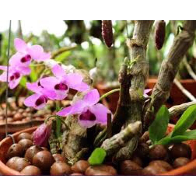 Viên Đất Nung Trồng Hoa Kiểng