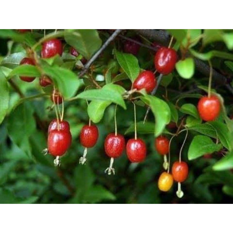 CÂY GIỐNG NHÓT NGỌT CHERRY RA TRÁI SIÊU SỚM