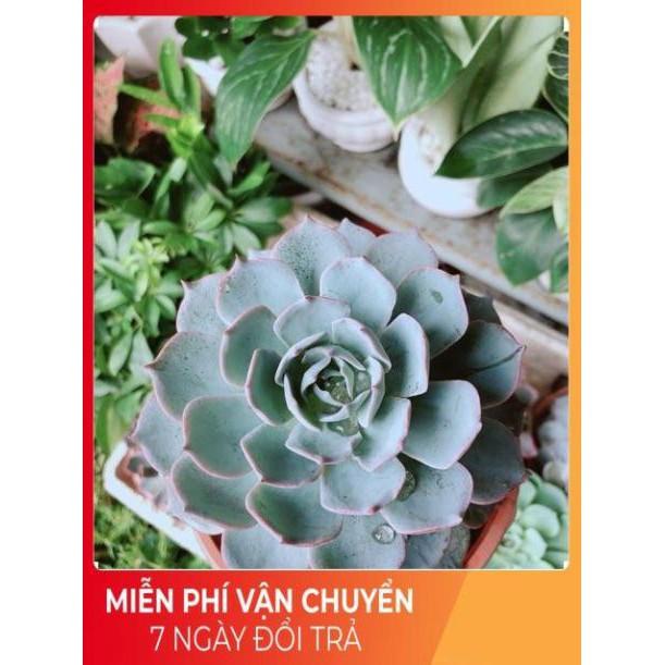 Sen Đá Hồng Phấn Size Đại