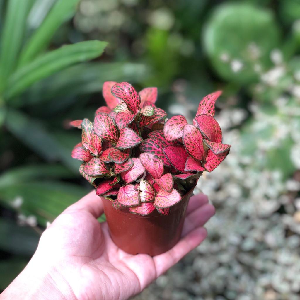 Cây Cẩm Nhung - Fittonia - Lá May Mắn