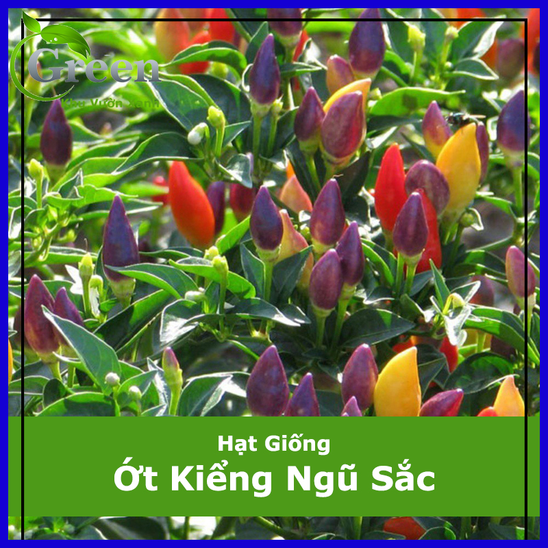 Hạt Giống Ớt Kiểng Ngũ Sắc