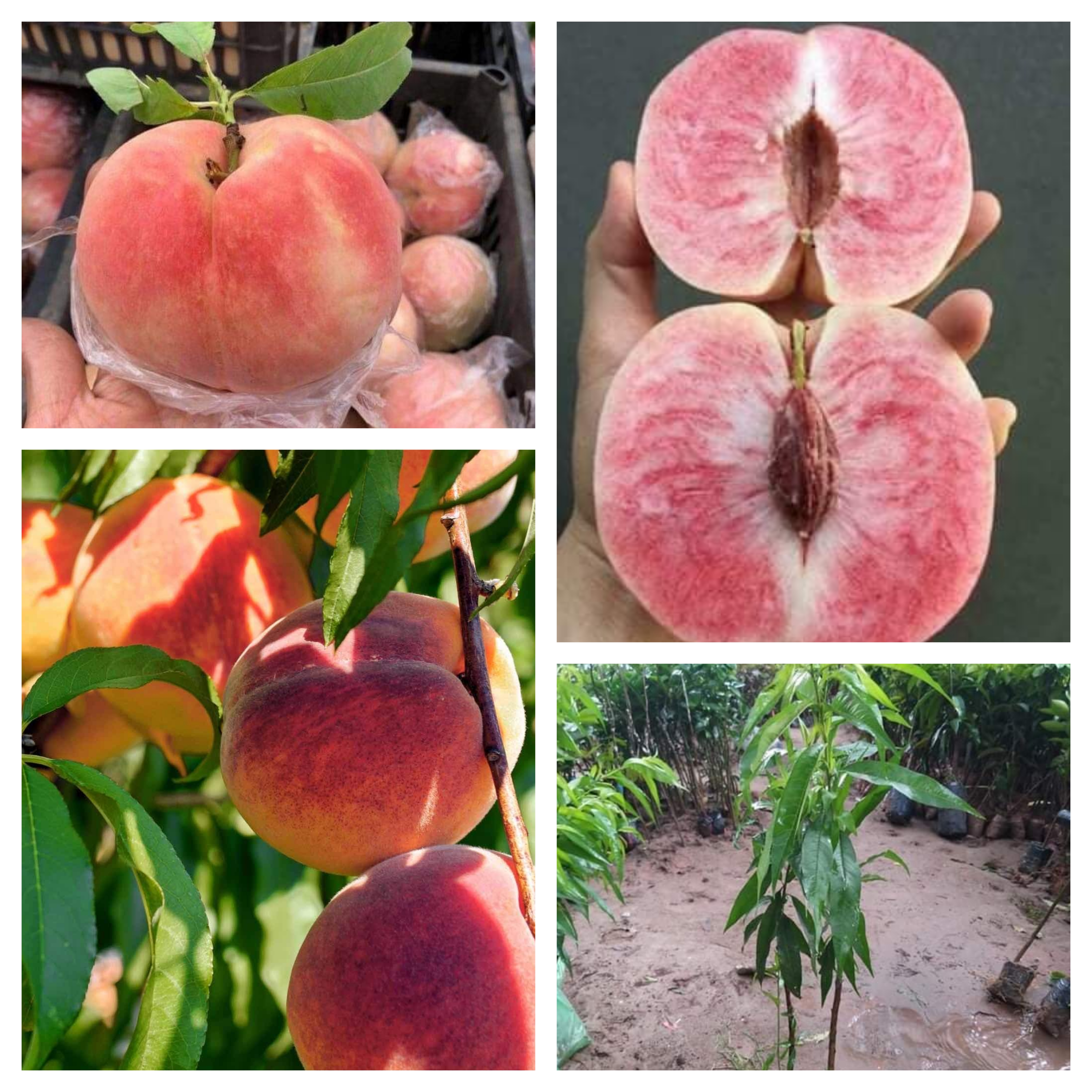 Cây giống đào tiên nhật bản
