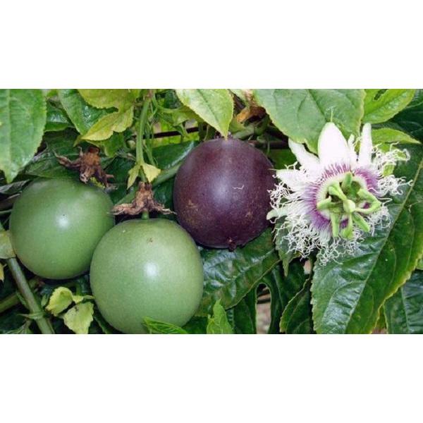 Cây giống Chanh Dây Thái Lan .