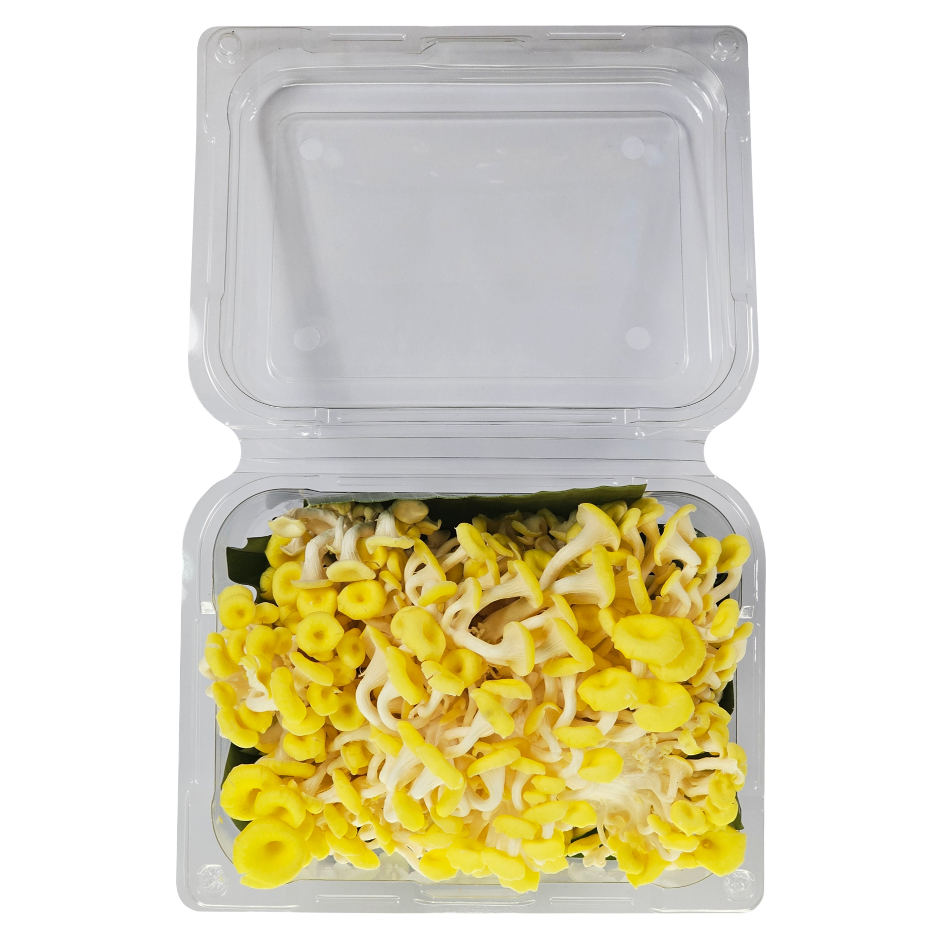 Nấm Hoàng Kim Tươi 1kg - Nông Trại Nấm Xanh