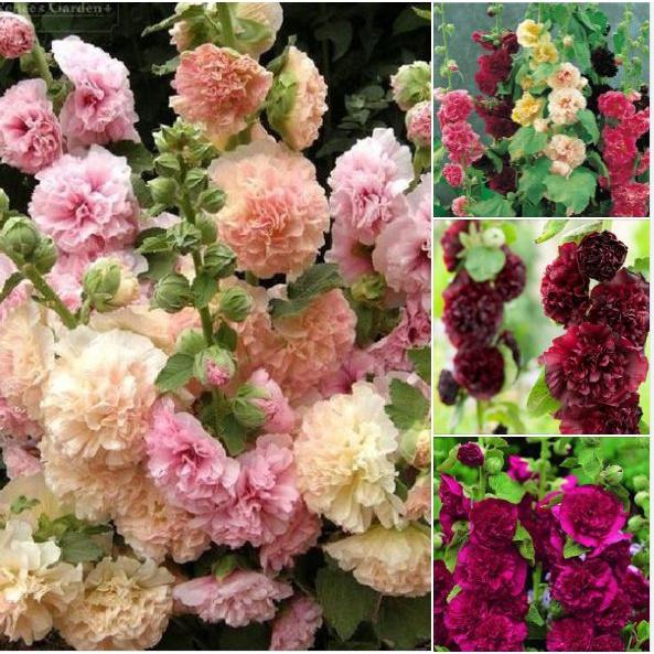 Hạt giống hoa mãn đình hồng kép mix màu--gói 50 hạt