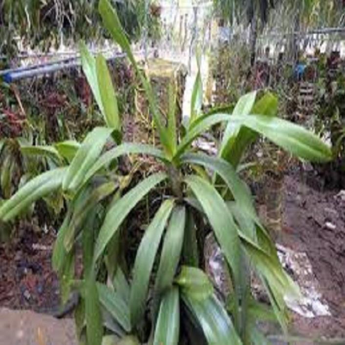 Hoa lan giáng hương đuôi cáo+ 700g phân thỏ hữu cơ