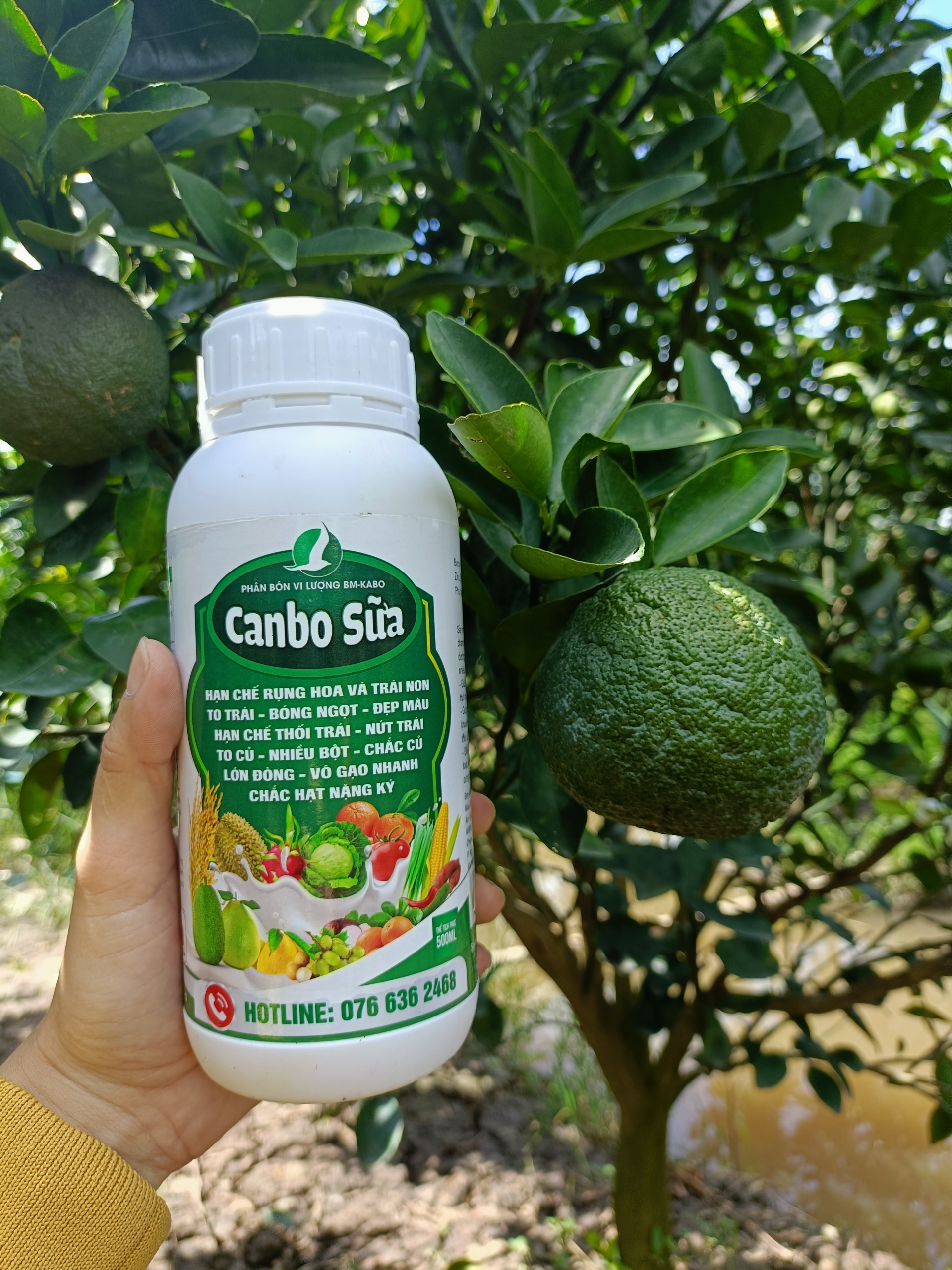 CANBO SỮA CHAI 500ML .to trái, bóng trái, ngọt trái, đẹp màu, hạn chế nứt trái, thối trái, hạn chế sượng trái