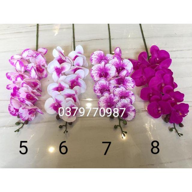 Combo 7 cành lan hồ điệp 9 bông