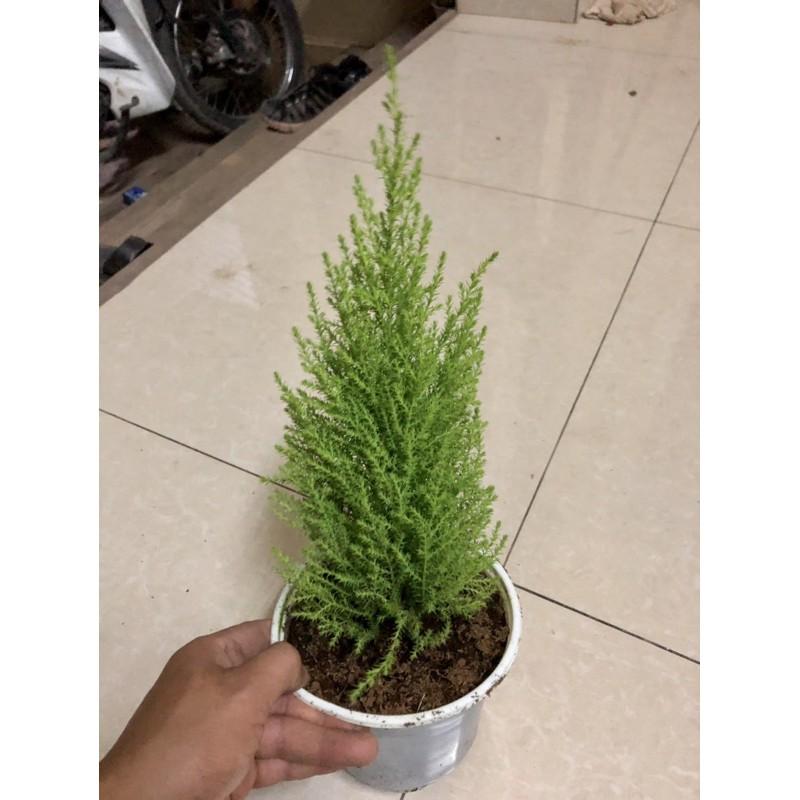 Cây đẹp, Cây tùng thơm cao 30-40 cm