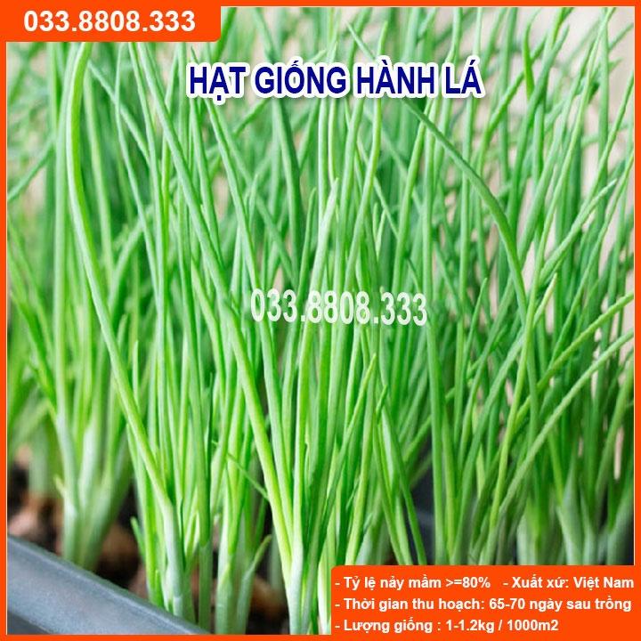 Hạt Giống Hành Hương 5g - Giống Dễ Trồng
