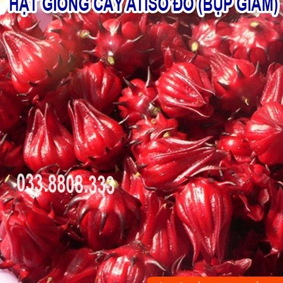 HẠT GIỐNG QUẢ ATISO ĐỎ DỄ TRỒNG TẠI NHÀ