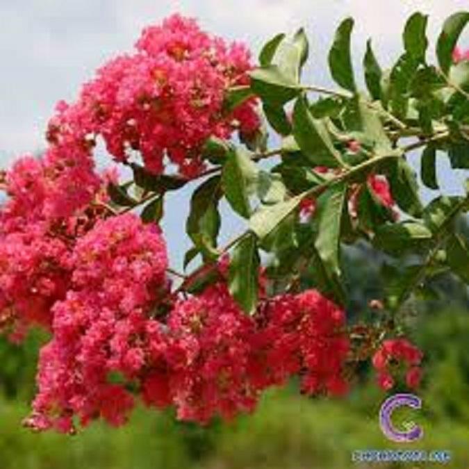 Cây tường vi, chậu cây tường vi hoa hồng cánh sen, hoa cực đẹp ra quanh năm