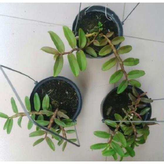 PHI ĐIỆP TÍM THÁI gieo hạt hoa đẹp thơm