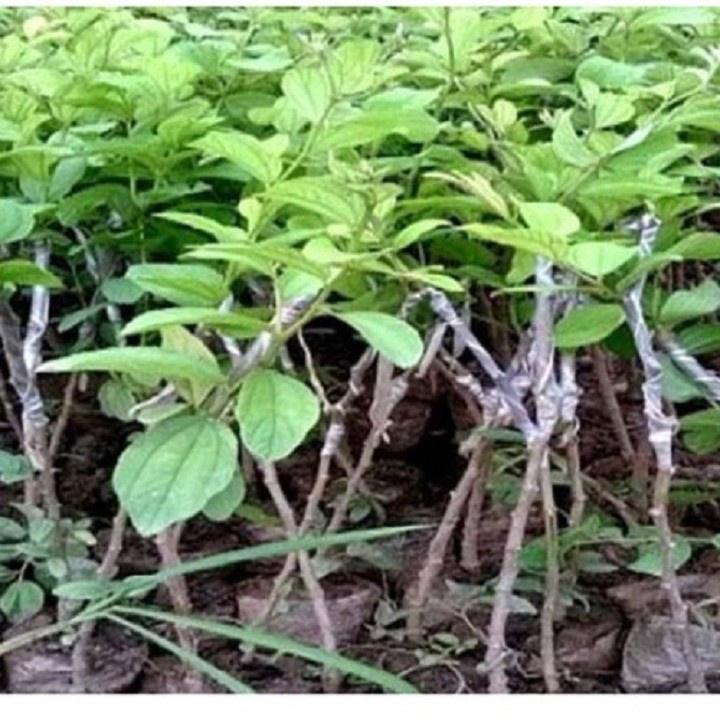 Cây Táo Xanh Giống Thái Siêu Trái. CHUẨN GIỐNG.