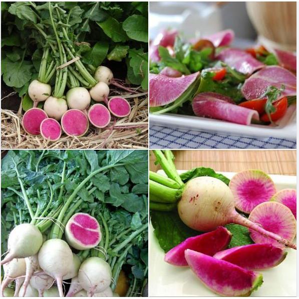 Combo 5 gói hạt giống củ cải các loại
