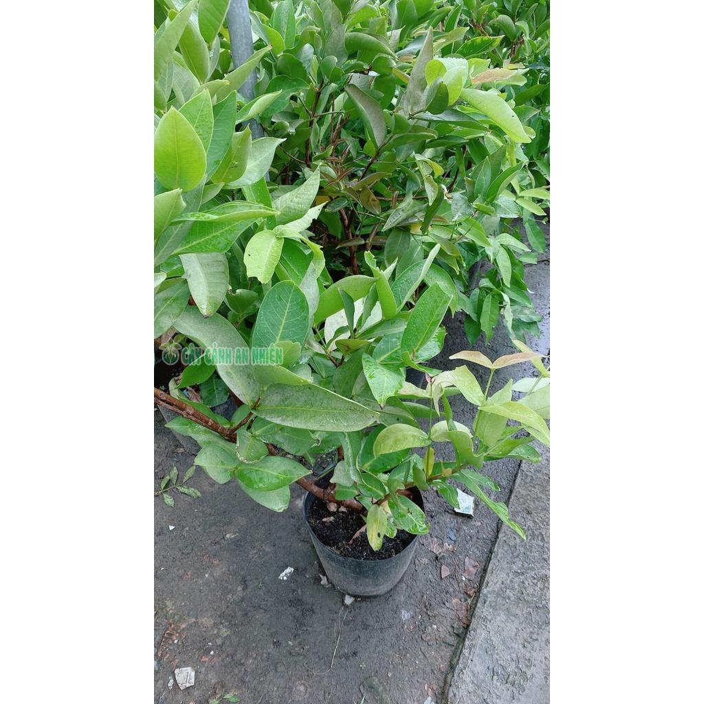 Cây Mận Cho Sai Trái