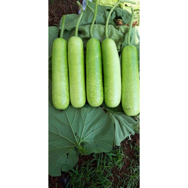 Hạt Giống Bầu Sao ẤN ĐỘ Agristar 666