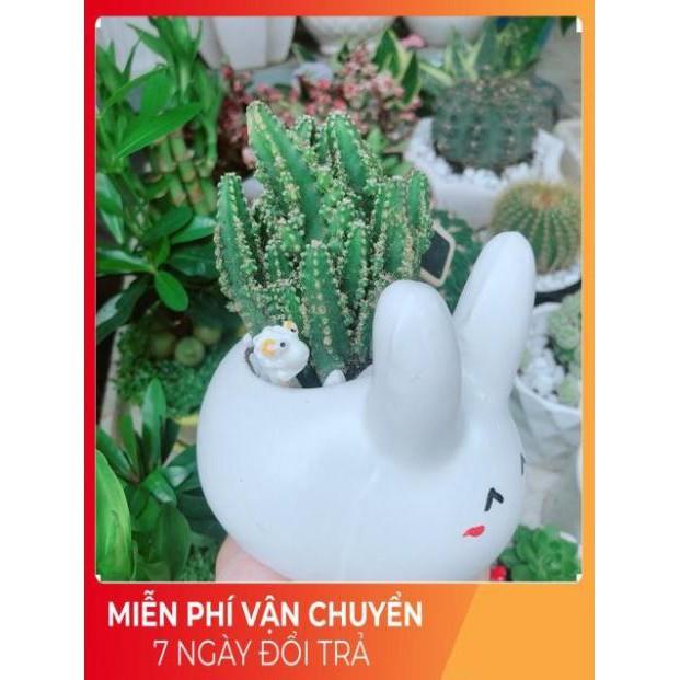 Chậu Xương Rồng Thanh Sơn