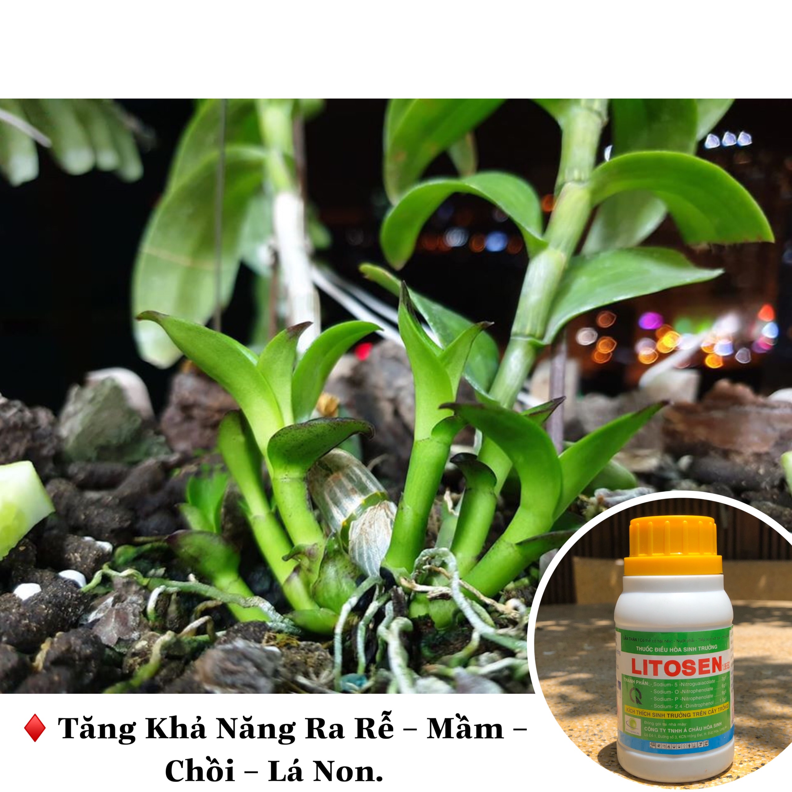 Litosen 1.95EC điều hòa sinh trưởng
