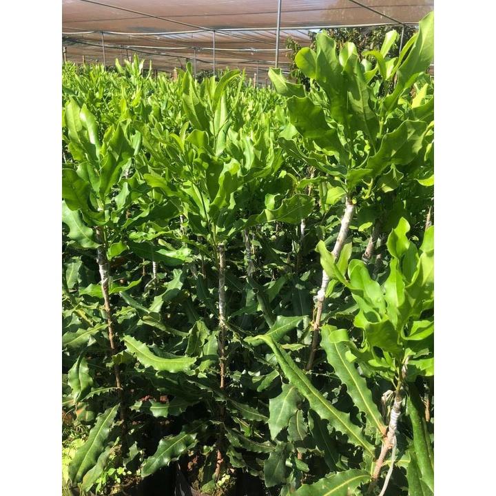 Cây giống MẮC CA OC ghép . ()