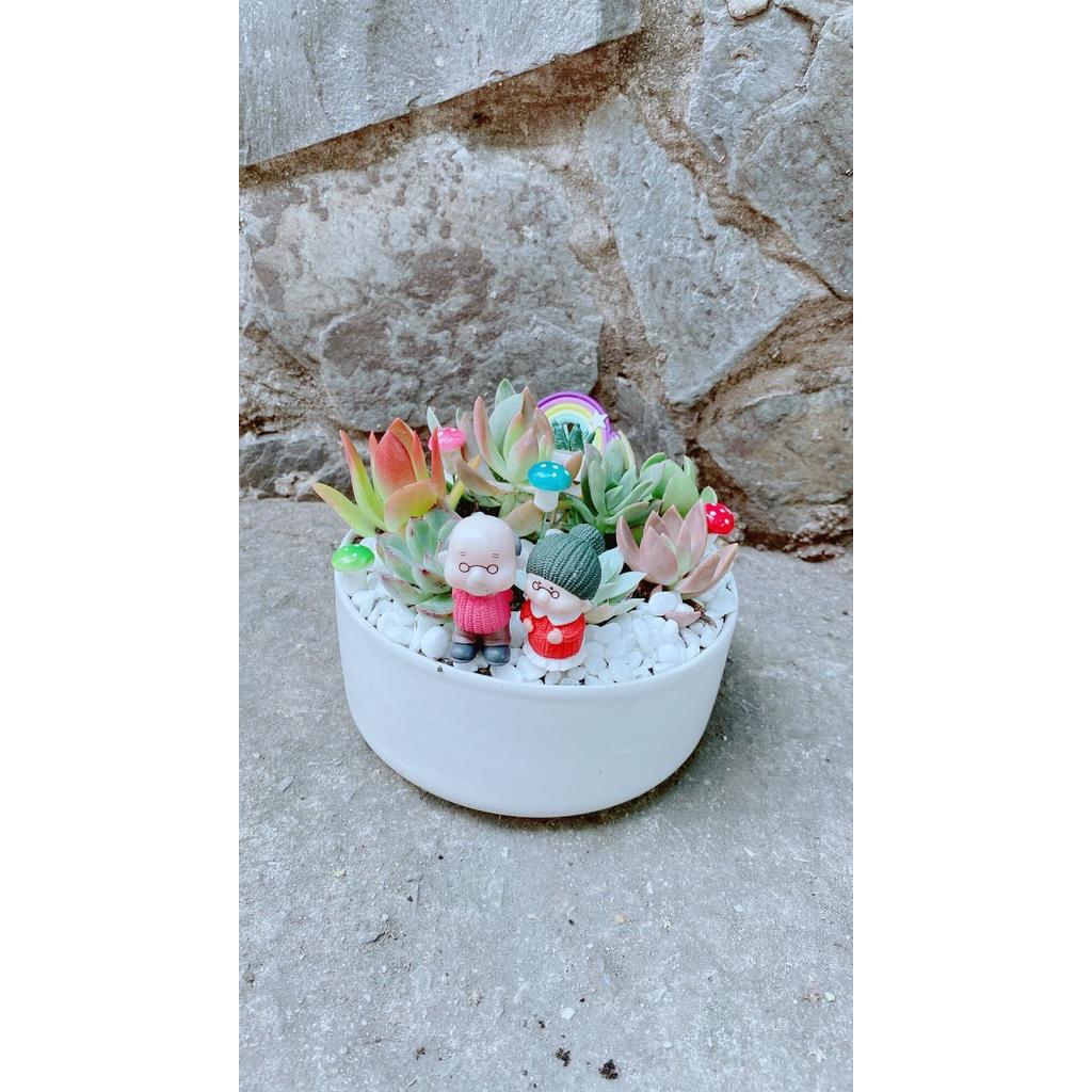 Chậu Cây Tiểu Cảnh mix đẹp