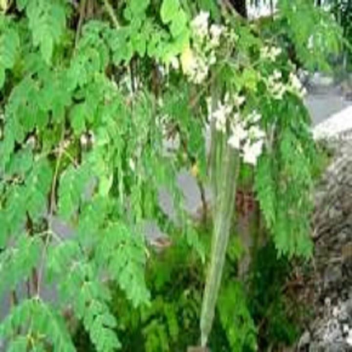 CÂY GIỐNG CÂY RAU CHÙM NGÂY