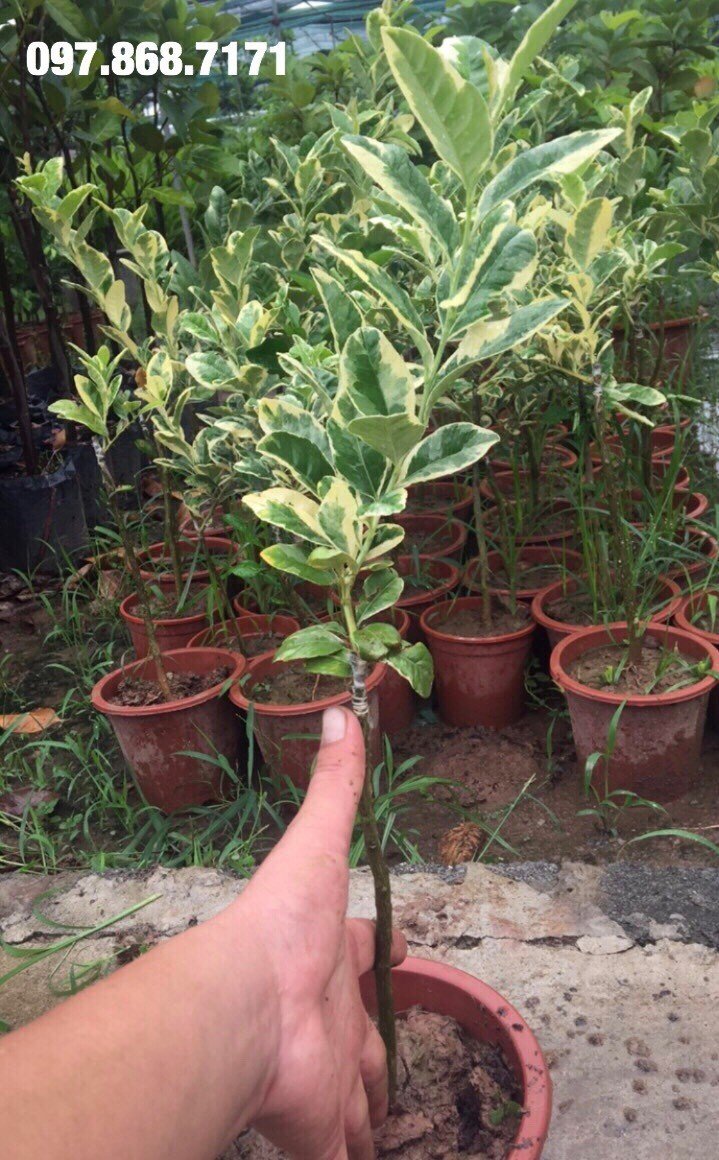 Cây Chanh Cẩm Thạch - Nhà vườn Xuân Khương