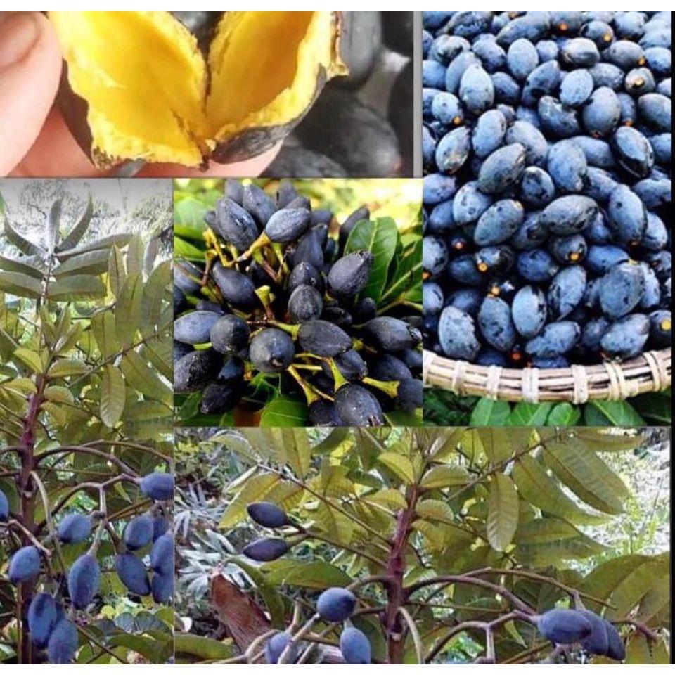 GIỐNG CÂY TRÁM ĐEN GHÉP CHO TRÁI SIÊU SỚM