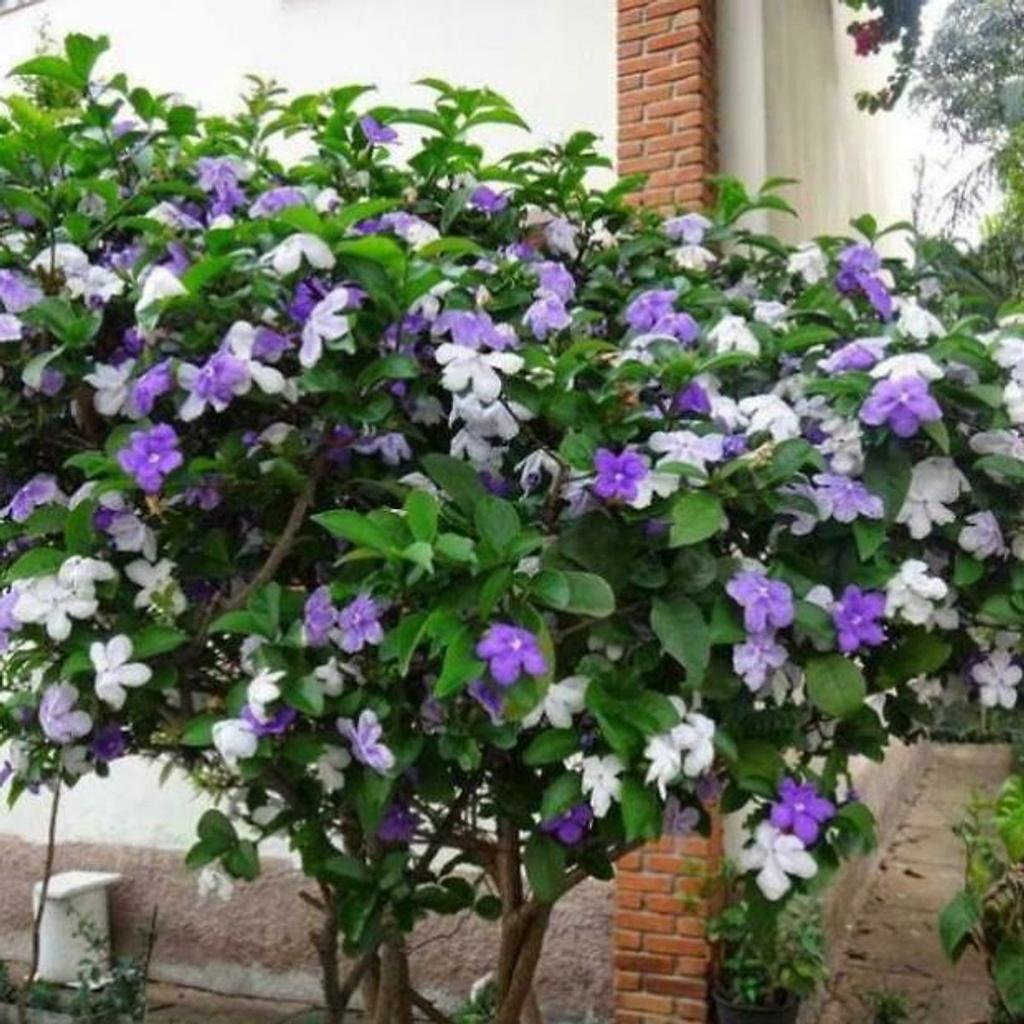 CÂY GIỐNG BẦU LỚN HOA NHÀI NHẬT TÍM ĐỔI MÀU