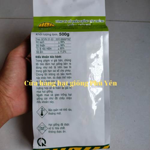 1 kg Hạt giống bắp ngọt rồng vàng F1 trái to