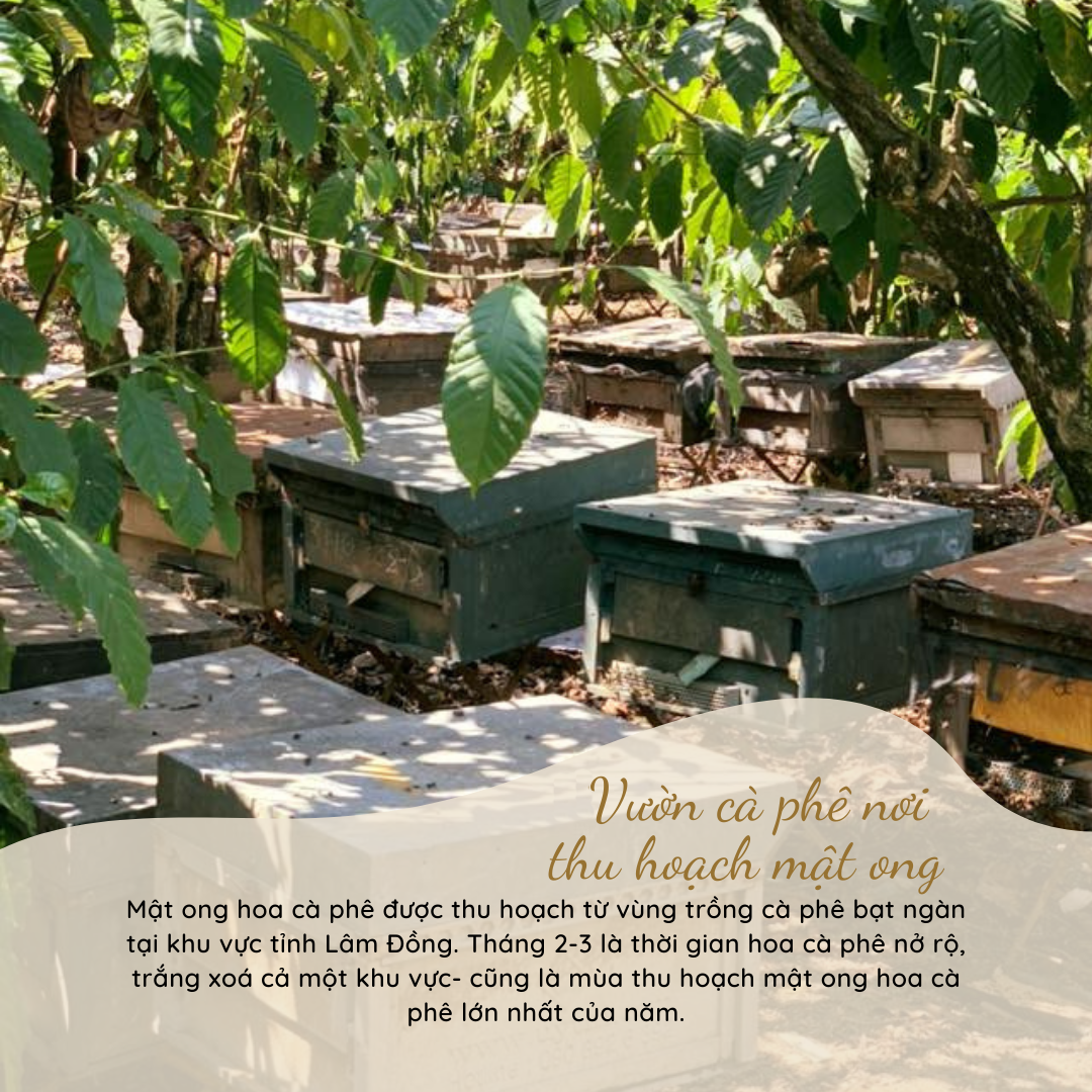 Mật ong hoa nhãn Duy Anh Bee 1400g