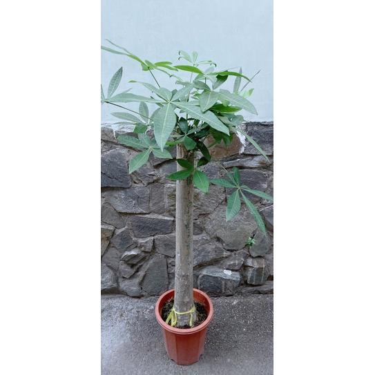 Kim Ngân 1 Thân Lớn