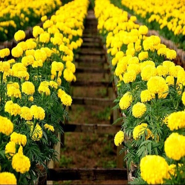 Hạt giống hoa Vạn Thọ vàng chanh Lở F1