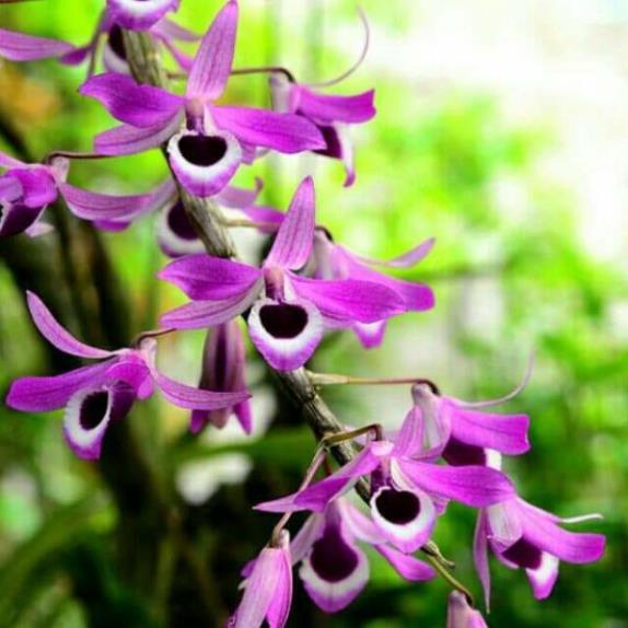 Hoa Phong Lan Hoàng Thảo Kèn