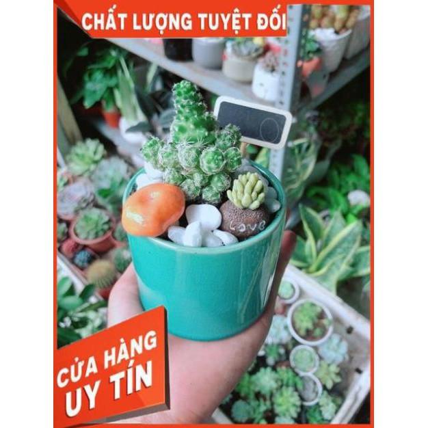 Chậu Xương Rồng Tiểu Cảnh