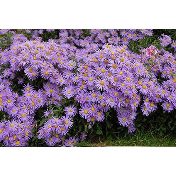 Cây giống hoa cúc thạch thảo hoa màu tím đẹp mộng mơ-cây cực dễ trồng