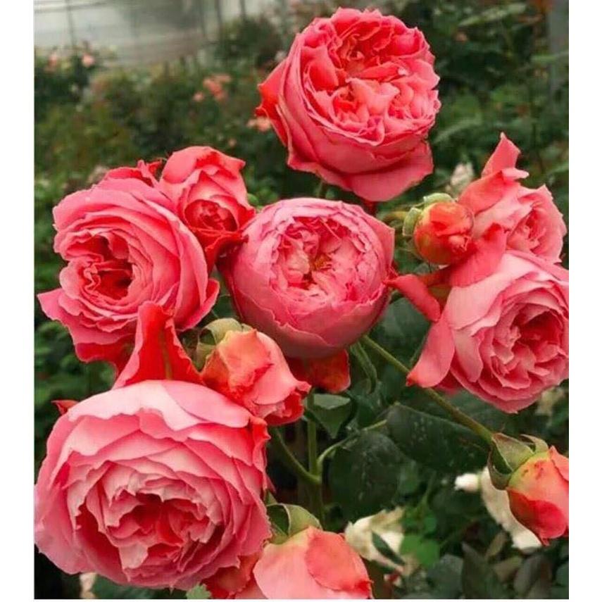 Cây hoa Hồng ngoại summer Fireworks cây nguyên bản
