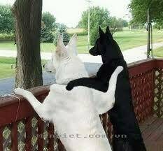 hình ảnh hài hước new chapter 2 18