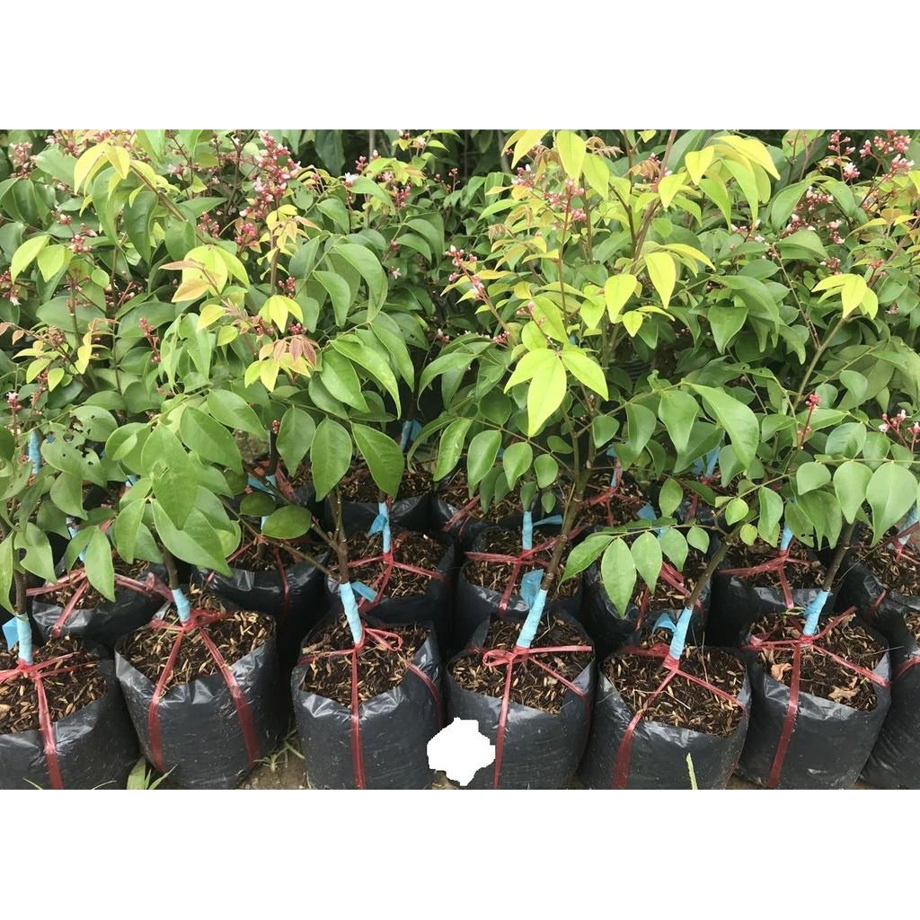 Cây giống khế chua chuẩn F1